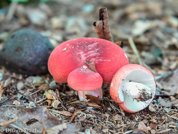 -Russula uncialis 9948
