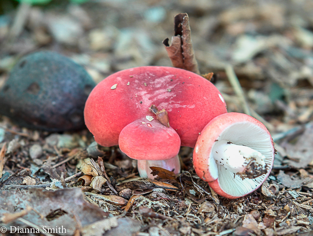 -Russula uncialis 9948