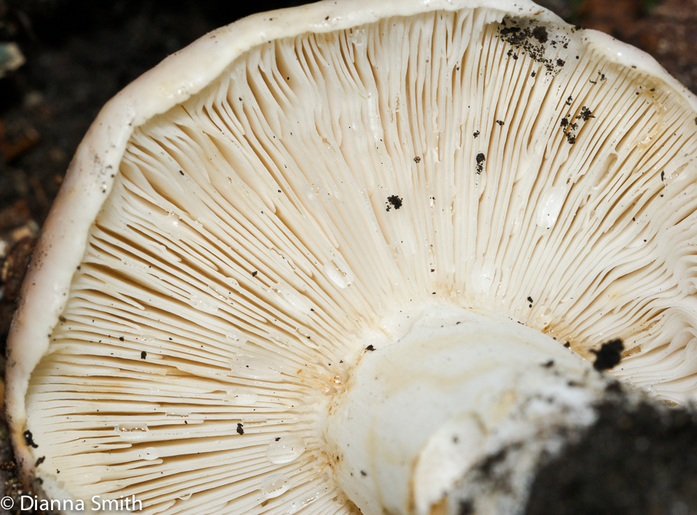 Russula variata 00499