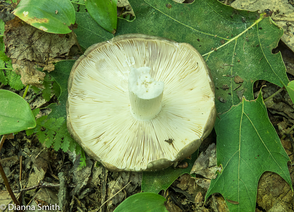 Russula variata forked gills 0754