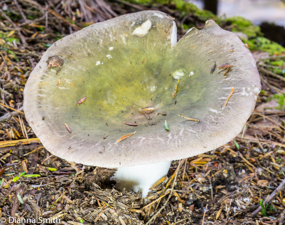 Russula variata01930