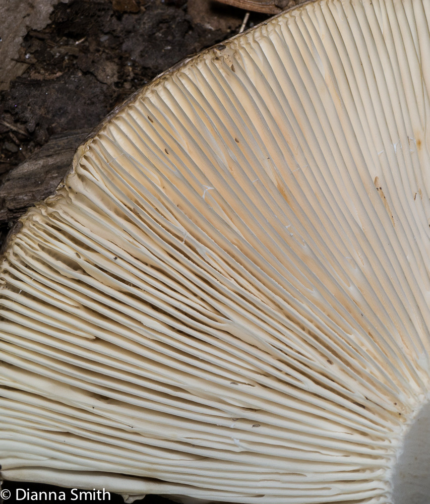 Russula variata1000836