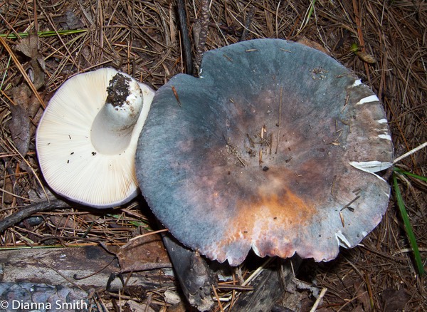 Russula variata5947