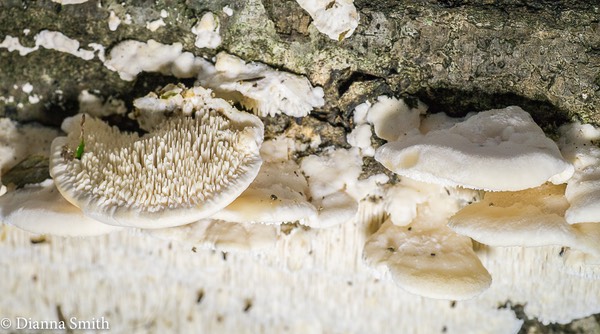 Sarcodontia pachyodon (Spongiopellus pachydon) 1020250