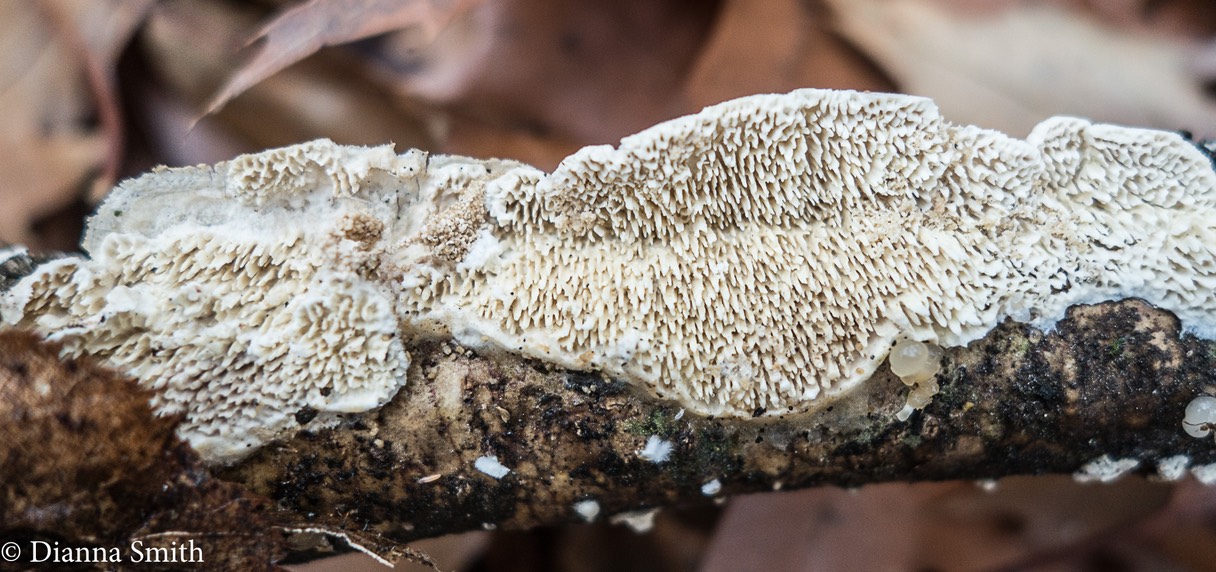 Sarcodontia pachyodon (Spongipellis pachyodon) 2338