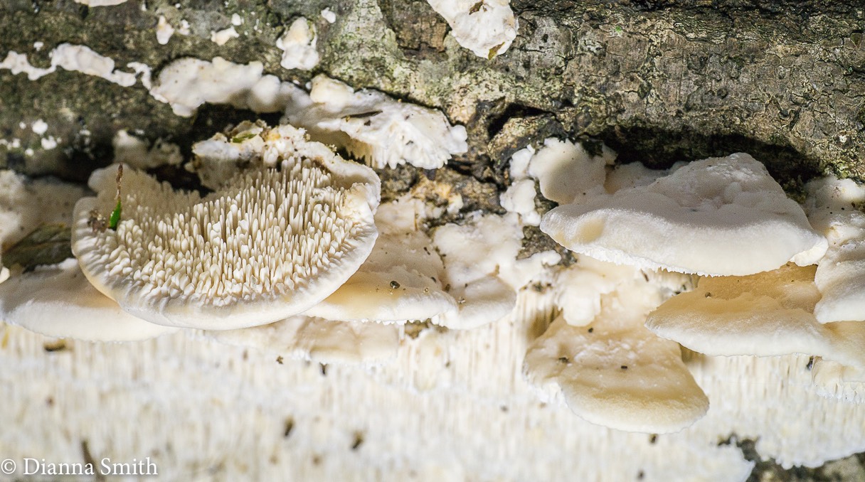 Sarcodontia pachyodon (Spongiopellus pachydon) 1020250
