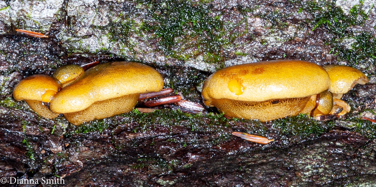 Sarcomyxa serotina 6575