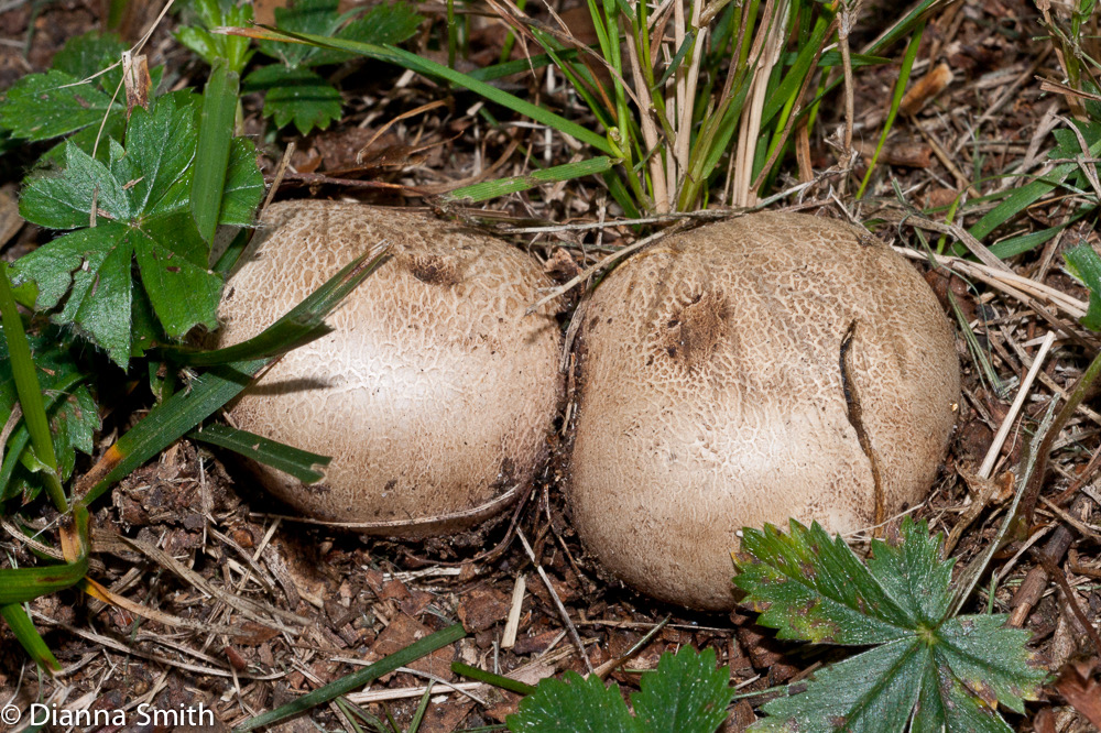 Scleroderma cepa03163