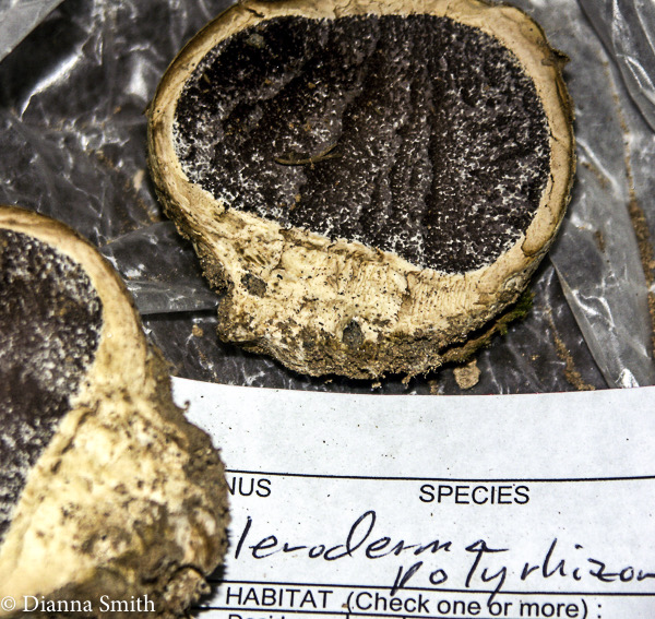 Scleroderma polyrhizon 0457