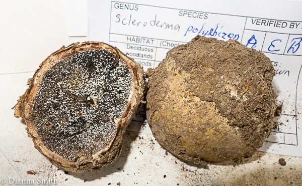 Scleroderma polyrhizon 3213