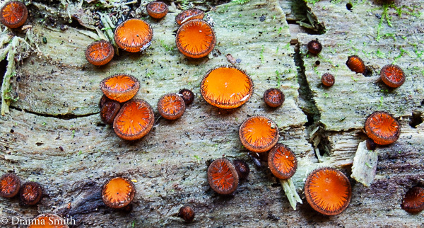 Scutellinia scutellata 4821