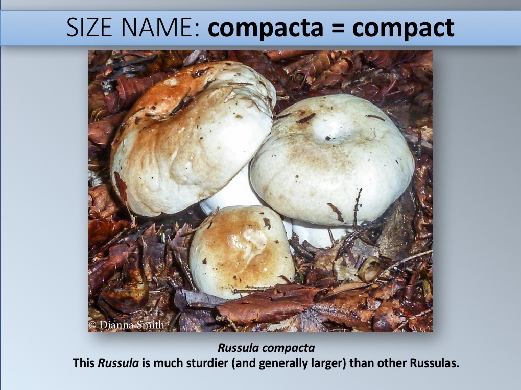 Slide009
