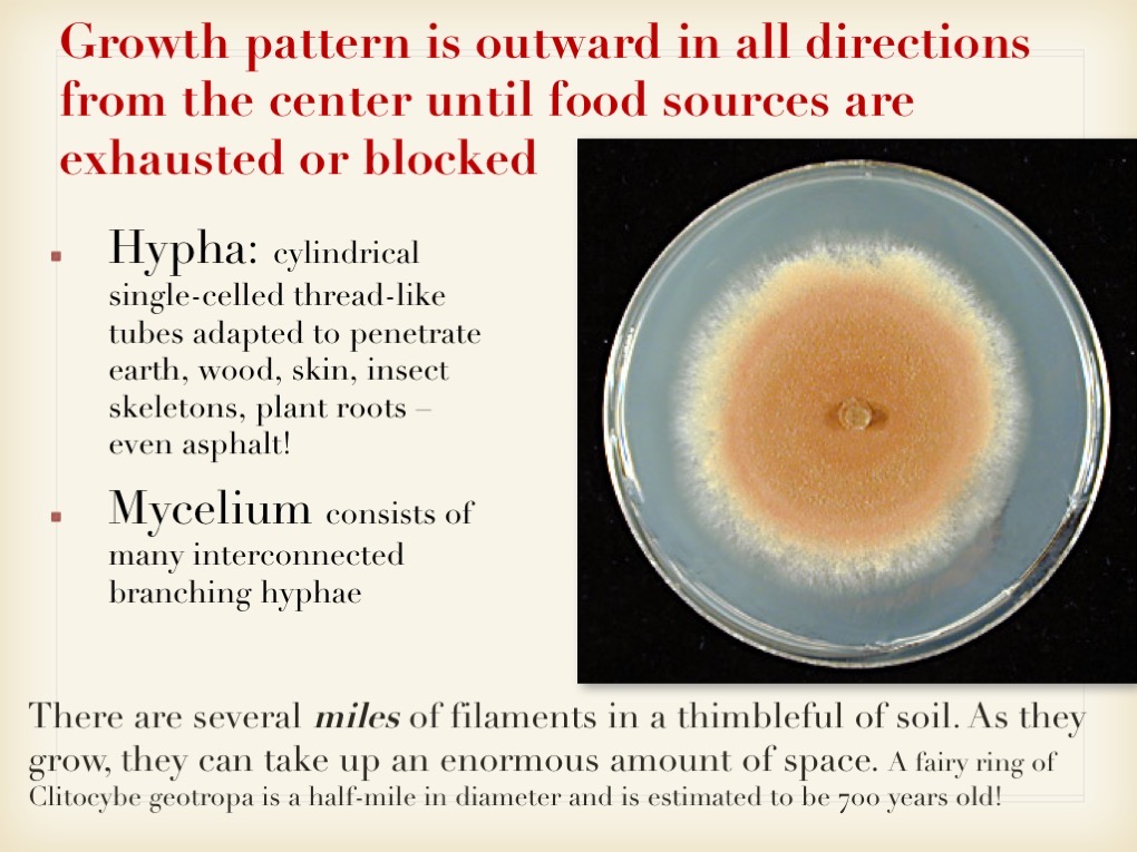 Slide010