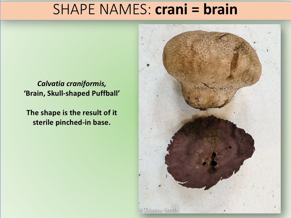 Slide023