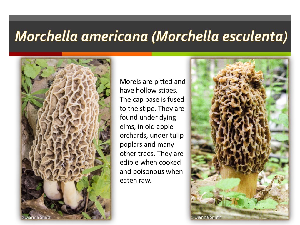 Slide026