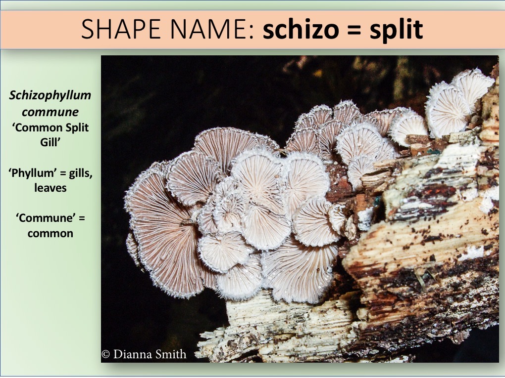 Slide026