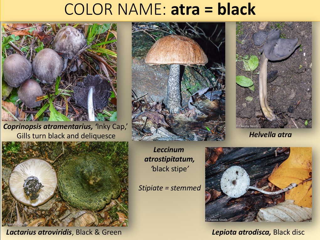 Slide031