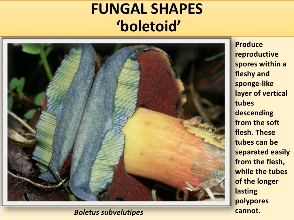 Slide034