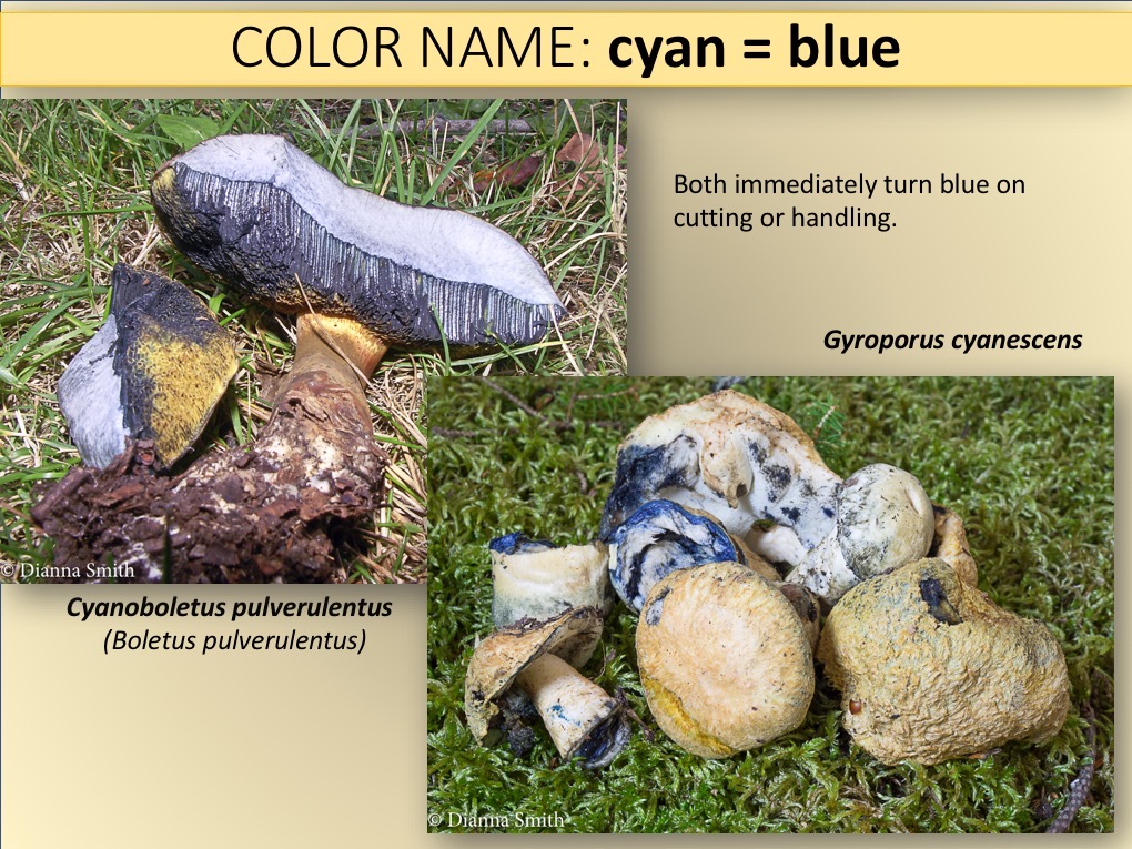 Slide040