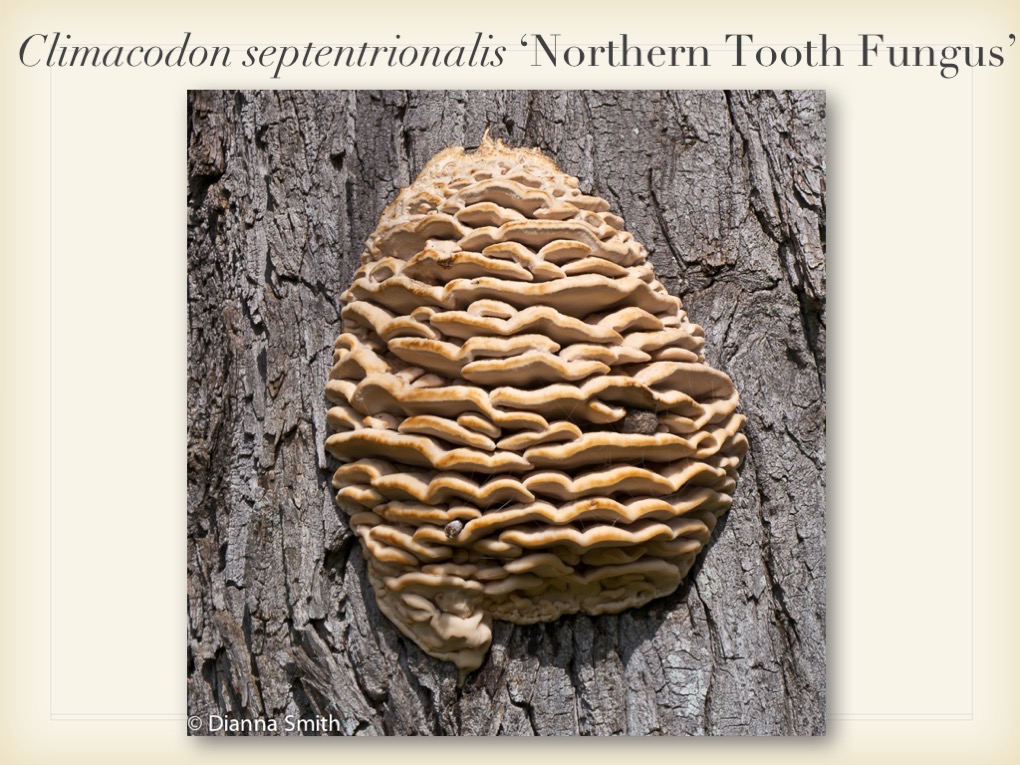 Slide041