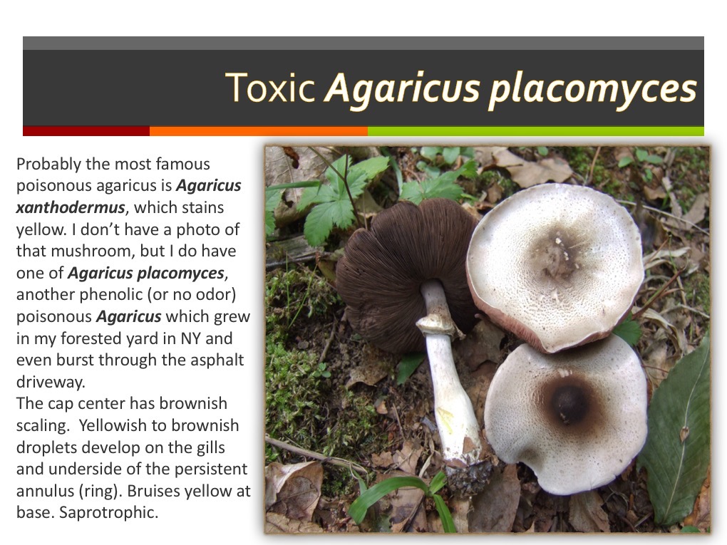 Slide041