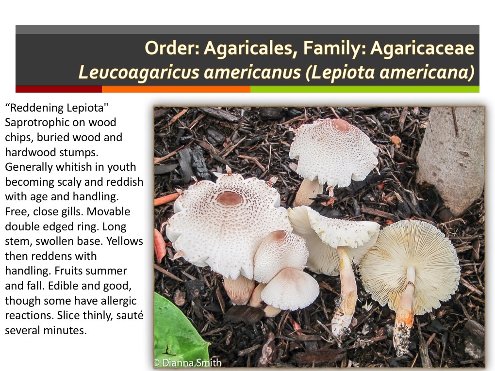 Slide043