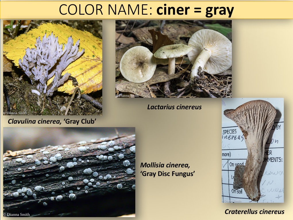 Slide043