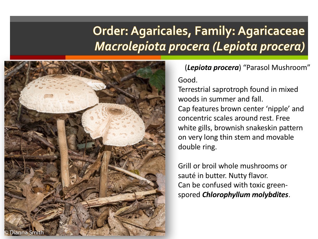 Slide044