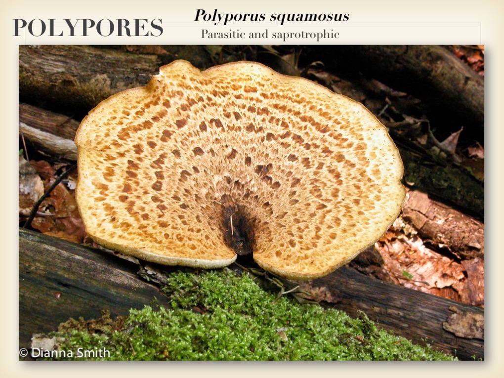 Slide045