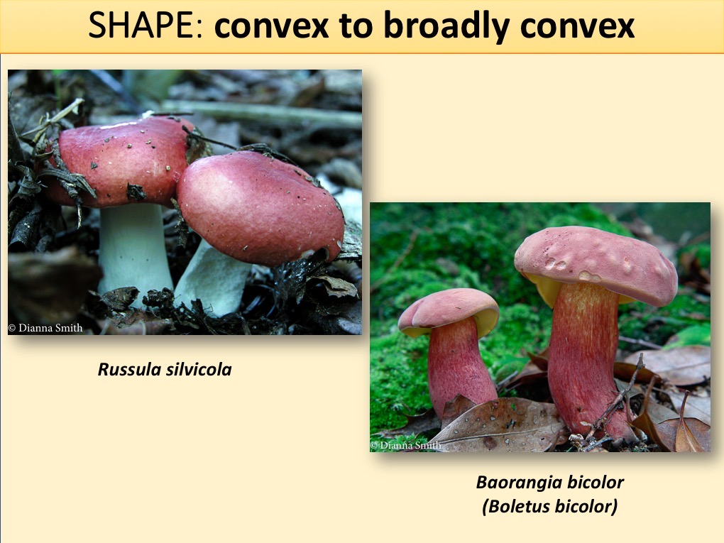 Slide047