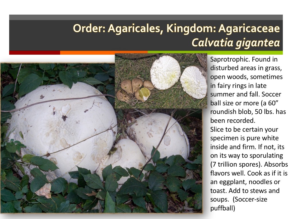 Slide049