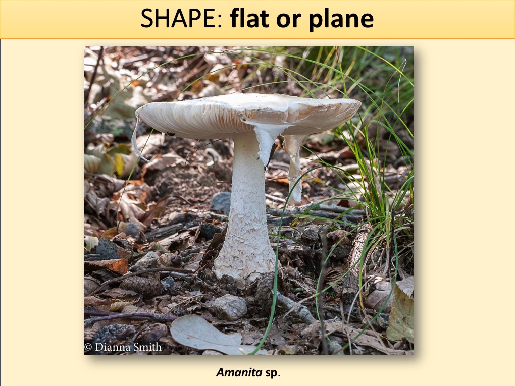 Slide050