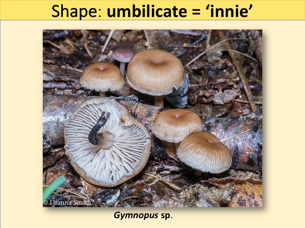Slide054