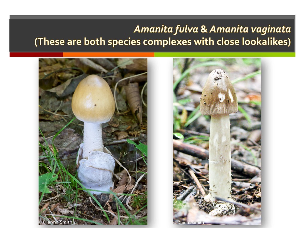 Slide055