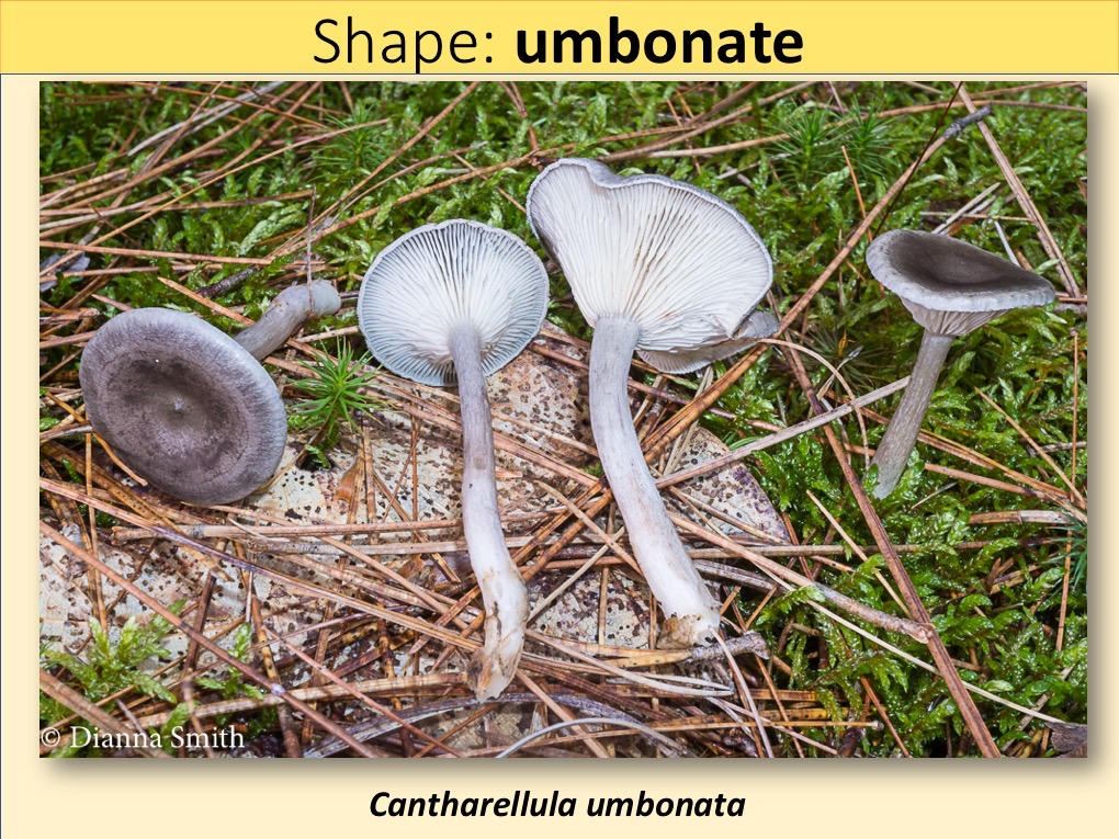 Slide055