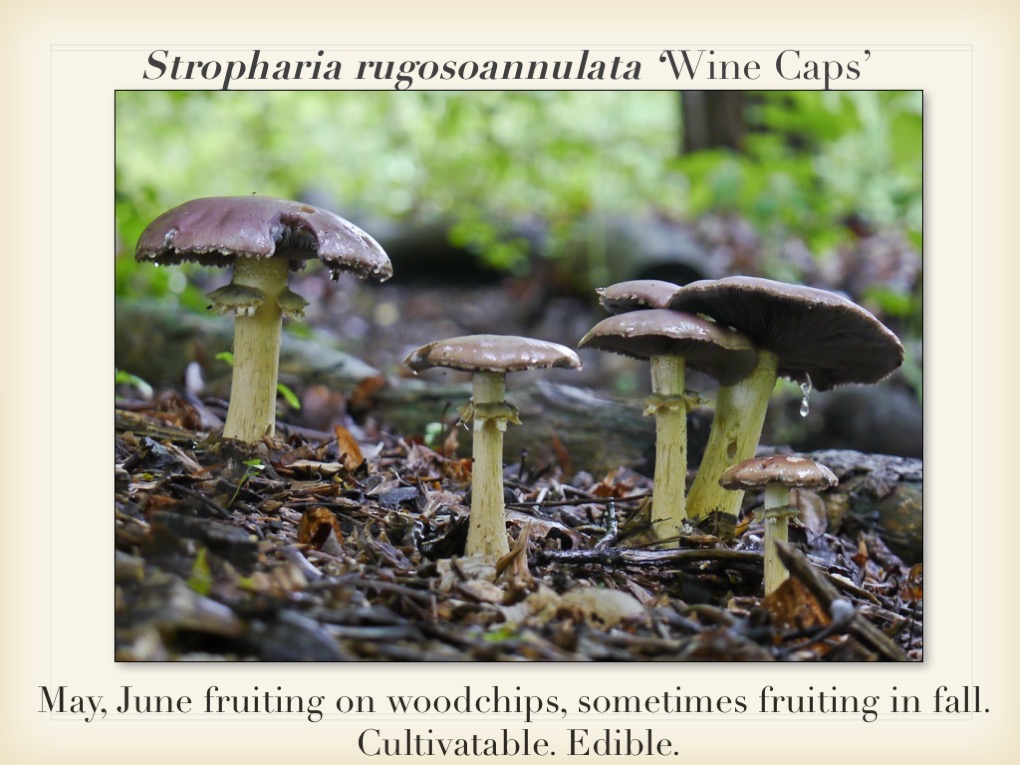 Slide056