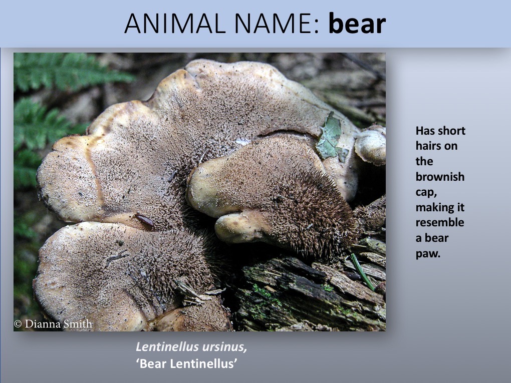Slide058