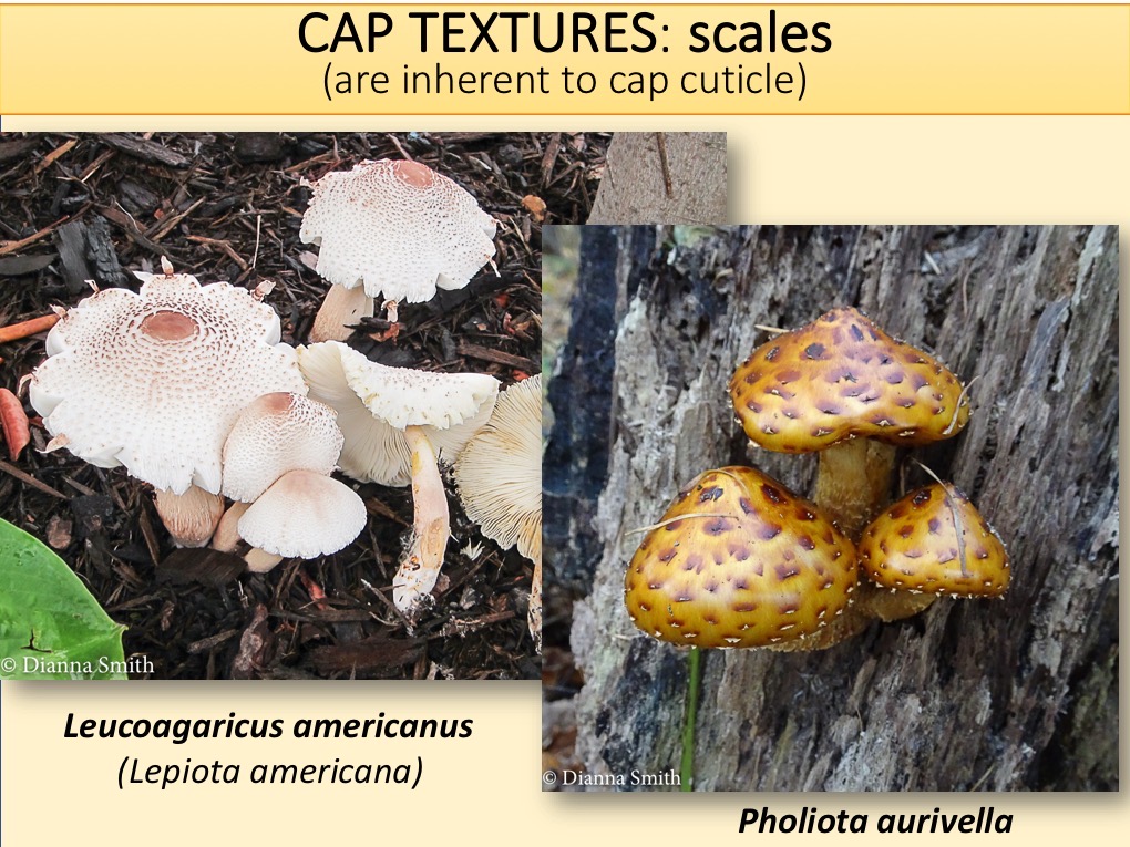 Slide059