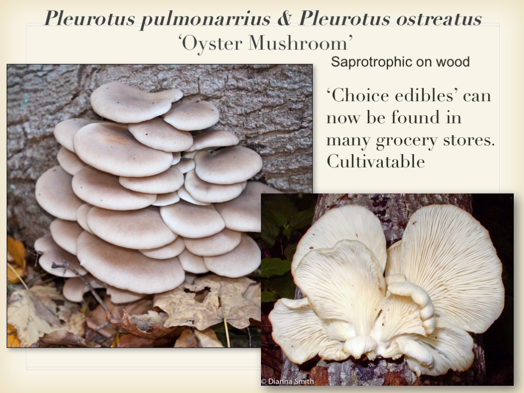 Slide060