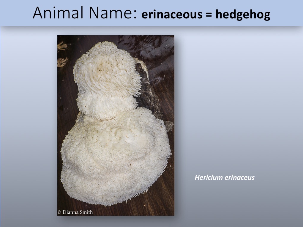 Slide060