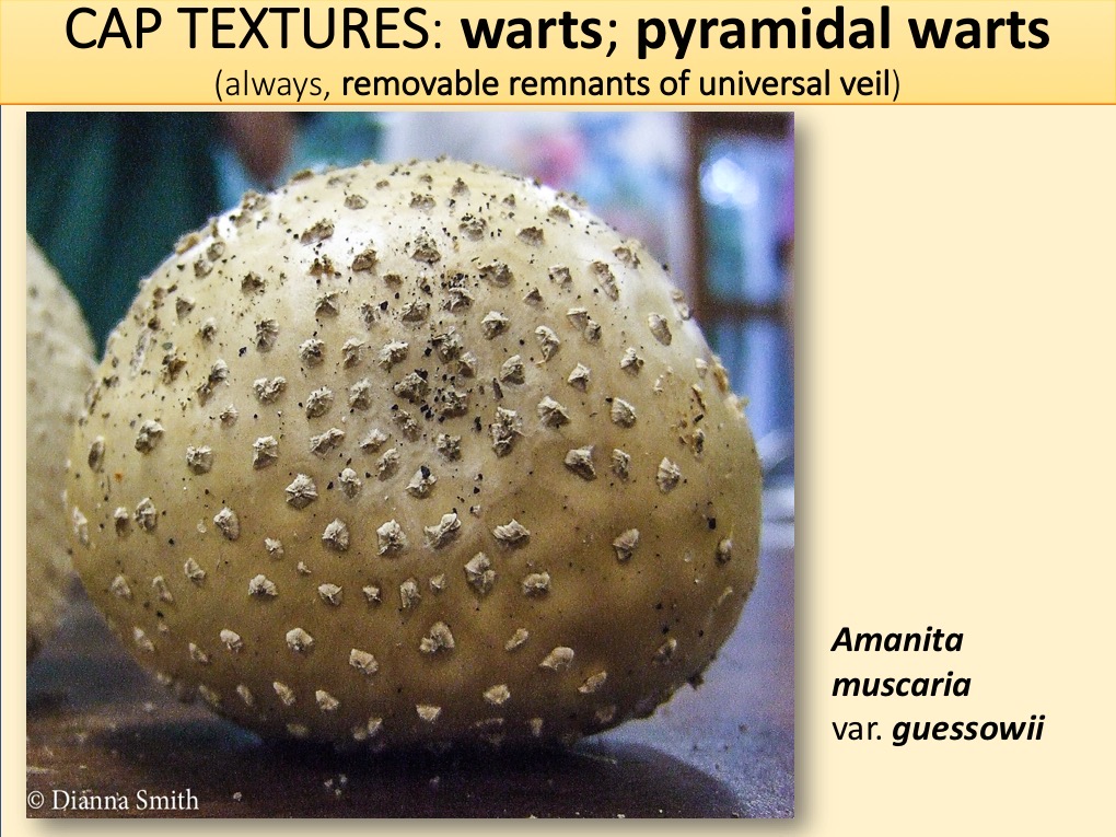 Slide060