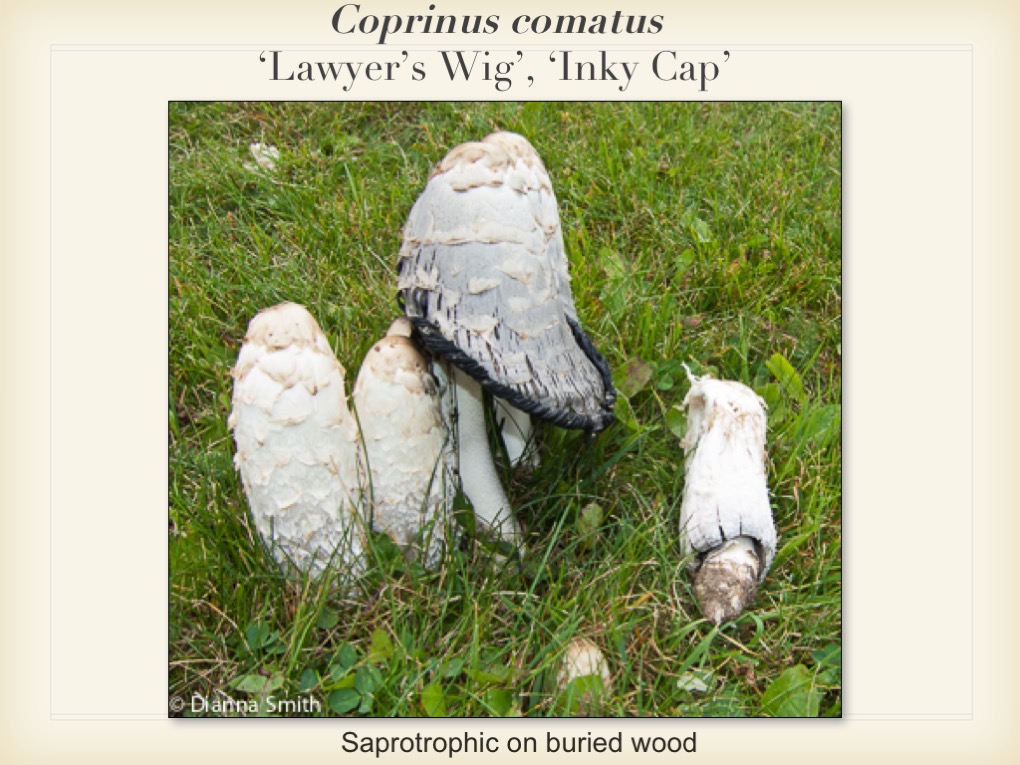 Slide061