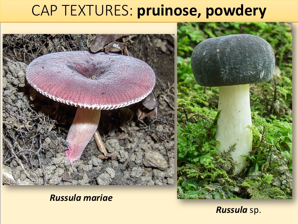 Slide061
