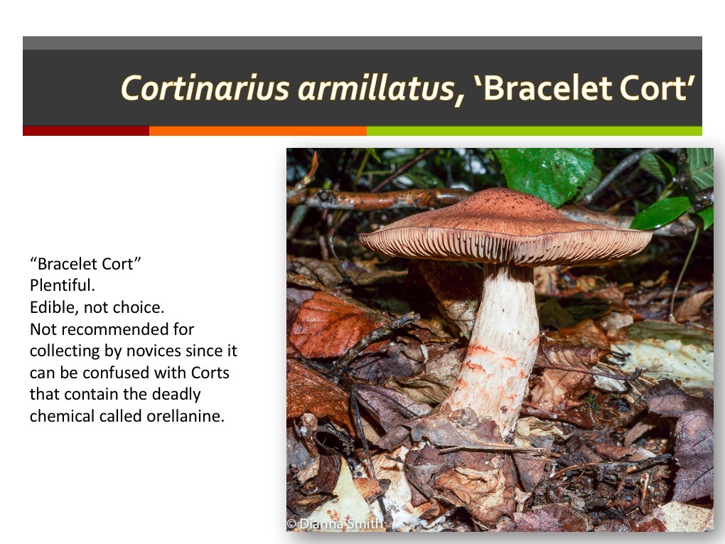 Slide062