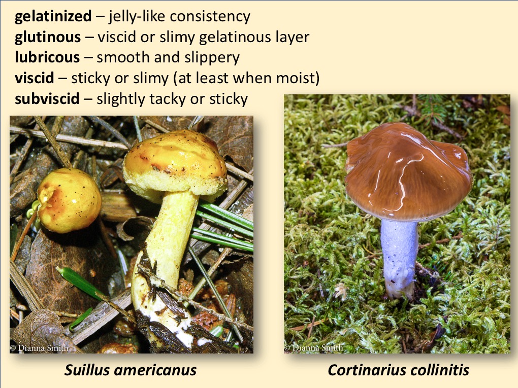 Slide062