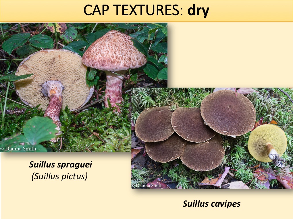 Slide063