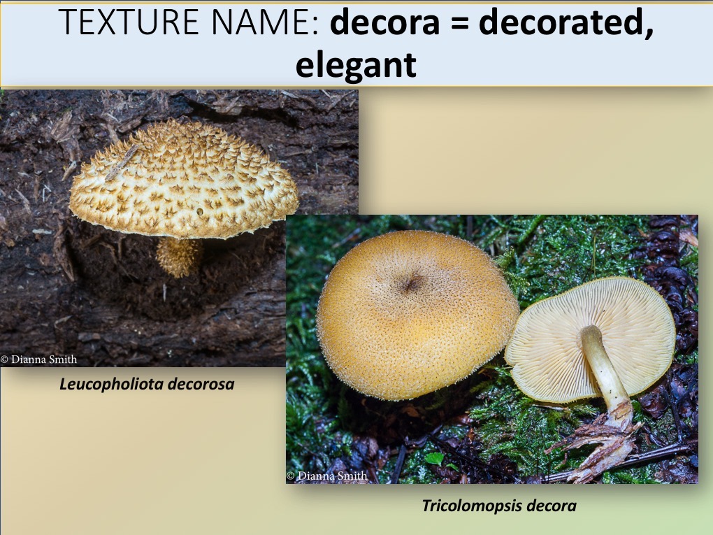 Slide064