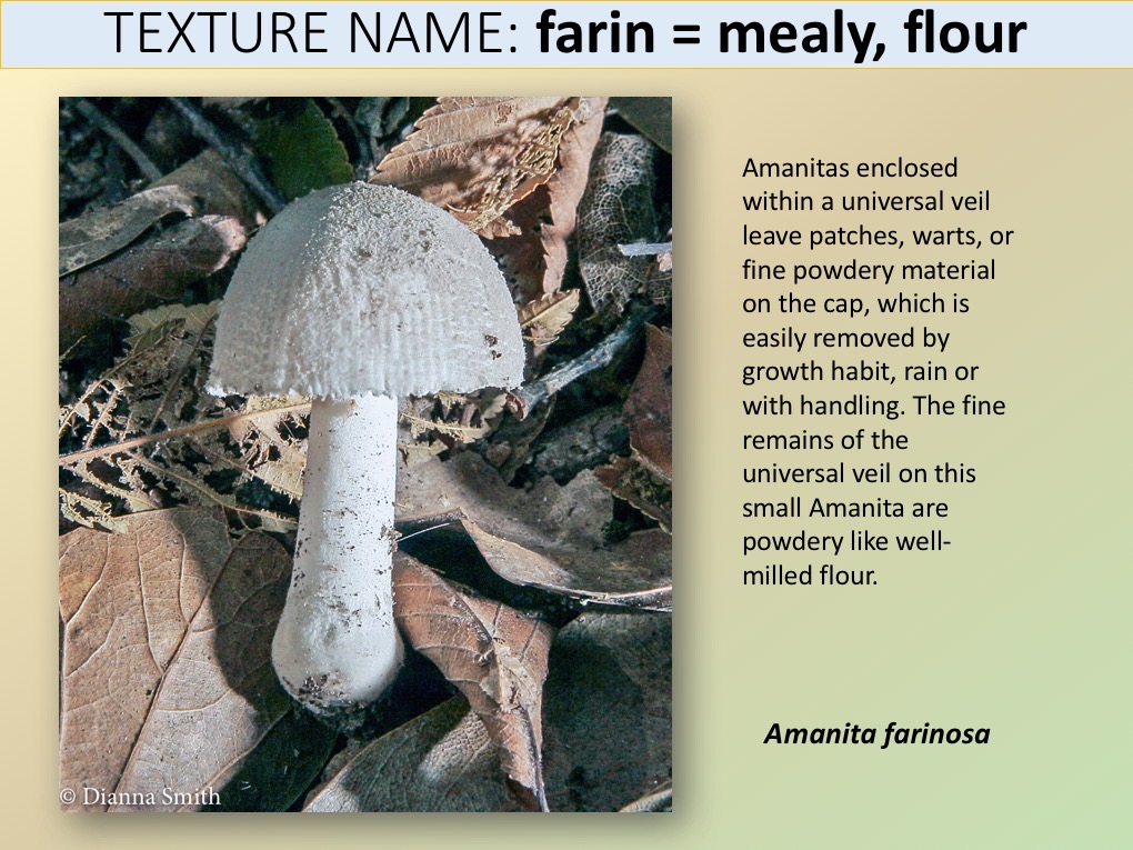 Slide065