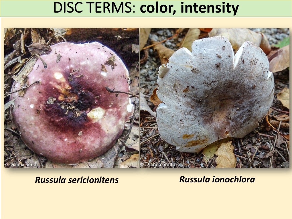 Slide065