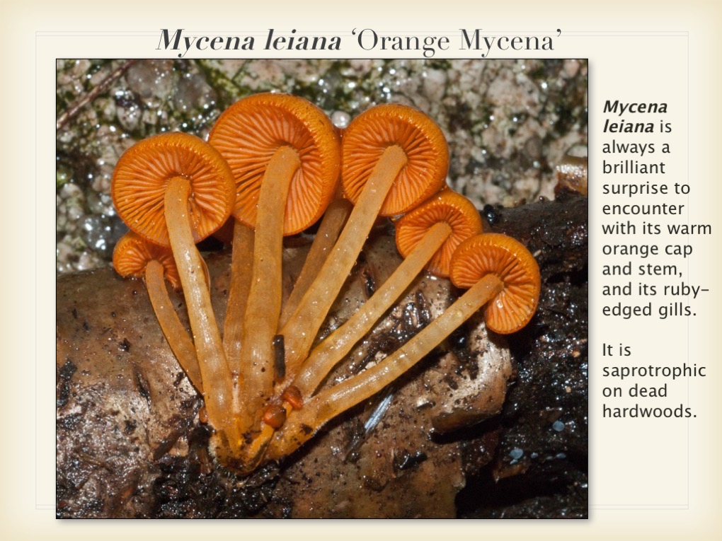 Slide066
